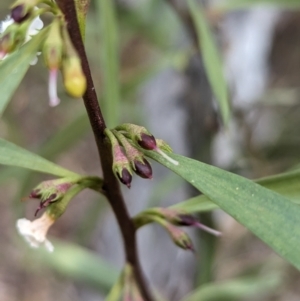 Myoporum montanum at Binya, NSW - 8 Sep 2023 01:46 PM