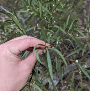 Myoporum montanum at Binya, NSW - 8 Sep 2023 01:46 PM