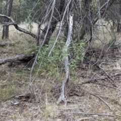 Myoporum montanum at Binya, NSW - 8 Sep 2023 01:46 PM