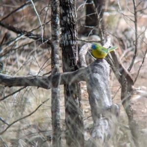 Neophema pulchella at Binya, NSW - 8 Sep 2023