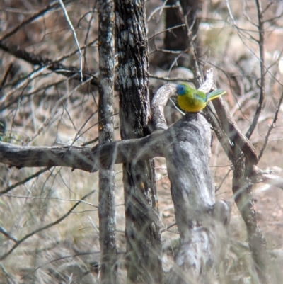 Neophema pulchella (Turquoise Parrot) at Cocoparra National Park - 8 Sep 2023 by Darcy