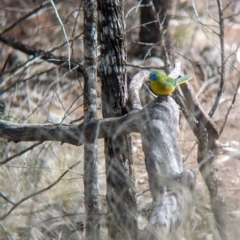 Neophema pulchella (Turquoise Parrot) at Binya, NSW - 8 Sep 2023 by Darcy