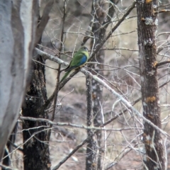 Neophema pulchella at Binya, NSW - 8 Sep 2023