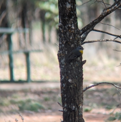 Eopsaltria australis (Eastern Yellow Robin) at Cocoparra National Park - 8 Sep 2023 by Darcy