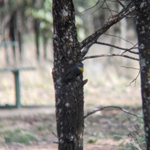 Eopsaltria australis at Yenda, NSW - 8 Sep 2023 01:59 PM