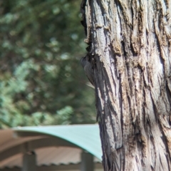 Climacteris picumnus (Brown Treecreeper) at Yenda, NSW - 8 Sep 2023 by Darcy