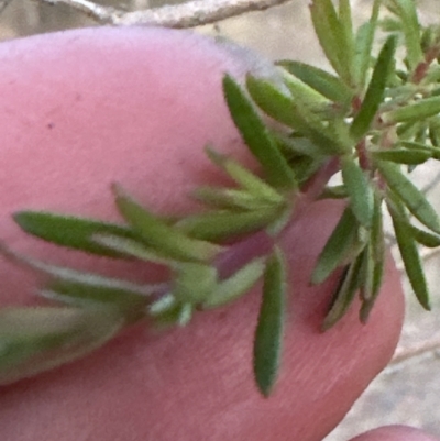 Unidentified Other Shrub at Kangaroo Valley, NSW - 12 Sep 2023 by lbradleyKV