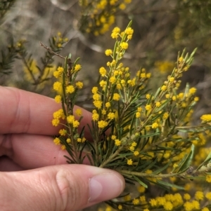 Acacia lineata at Rankins Springs, NSW - 8 Sep 2023 03:11 PM