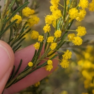 Acacia lineata at Rankins Springs, NSW - 8 Sep 2023