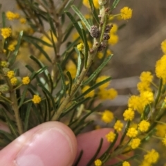 Acacia lineata at Rankins Springs, NSW - 8 Sep 2023