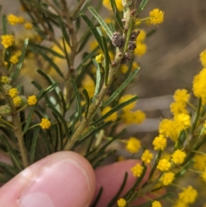 Acacia lineata at Rankins Springs, NSW - 8 Sep 2023