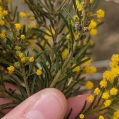 Acacia lineata at Rankins Springs, NSW - 8 Sep 2023 03:11 PM