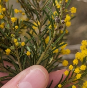 Acacia lineata at Rankins Springs, NSW - 8 Sep 2023