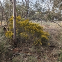 Acacia lineata at Rankins Springs, NSW - 8 Sep 2023
