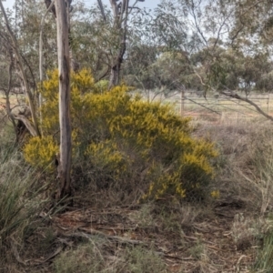 Acacia lineata at Rankins Springs, NSW - 8 Sep 2023
