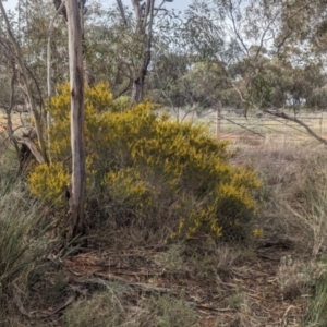 Acacia lineata at Rankins Springs, NSW - 8 Sep 2023 03:11 PM