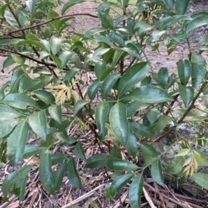 Synoum glandulosum subsp. glandulosum at Upper Kangaroo Valley, NSW - 12 Sep 2023 05:22 PM