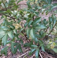 Synoum glandulosum subsp. glandulosum (Scentless Rosewood) at Upper Kangaroo Valley - 12 Sep 2023 by Baronia