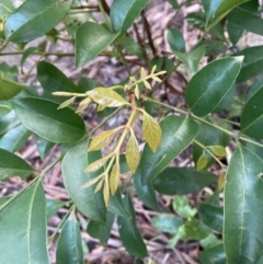 Synoum glandulosum subsp. glandulosum at Upper Kangaroo Valley, NSW - 12 Sep 2023 05:22 PM