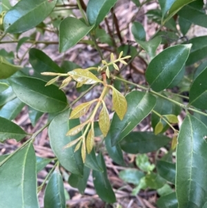 Synoum glandulosum subsp. glandulosum at Upper Kangaroo Valley, NSW - 12 Sep 2023