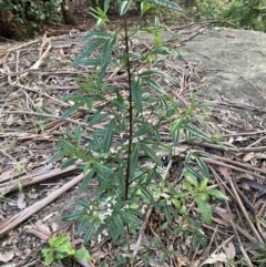 Zieria smithii (Sandfly Zieria) at Upper Kangaroo Valley, NSW - 12 Sep 2023 by Baronia