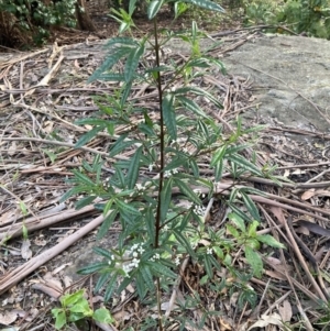Zieria smithii at Upper Kangaroo Valley, NSW - 12 Sep 2023