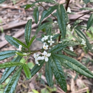 Zieria smithii at Upper Kangaroo Valley, NSW - 12 Sep 2023