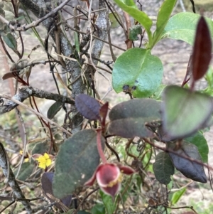 Hibbertia dentata at Upper Kangaroo Valley, NSW - 12 Sep 2023 05:23 PM