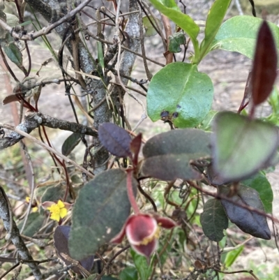 Hibbertia dentata (Twining Guinea Flower) at Upper Kangaroo Valley - 12 Sep 2023 by Baronia