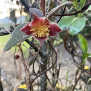 Hibbertia dentata at Upper Kangaroo Valley, NSW - 12 Sep 2023