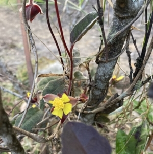 Hibbertia dentata at Upper Kangaroo Valley, NSW - 12 Sep 2023 05:23 PM