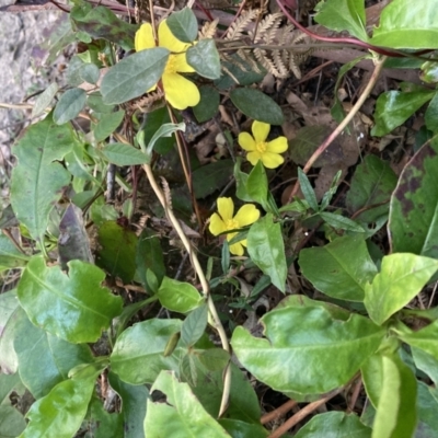 Goodenia hederacea at Upper Kangaroo Valley, NSW - 12 Sep 2023 by Baronia