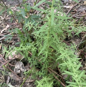 Cassinia trinerva at Upper Kangaroo Valley, NSW - 12 Sep 2023