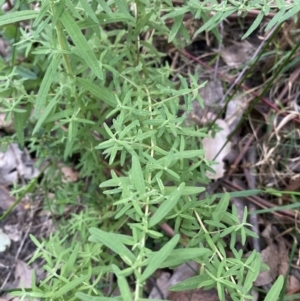 Cassinia trinerva at Upper Kangaroo Valley, NSW - 12 Sep 2023 05:24 PM