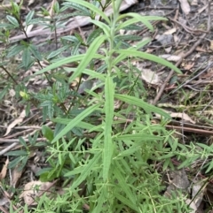 Cassinia trinerva at Upper Kangaroo Valley, NSW - 12 Sep 2023 05:24 PM