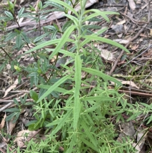 Cassinia trinerva at Upper Kangaroo Valley, NSW - 12 Sep 2023 05:24 PM