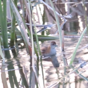 Zapornia pusilla at Coombs, ACT - 12 Sep 2023