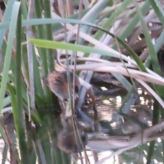 Zapornia pusilla at Coombs, ACT - 12 Sep 2023