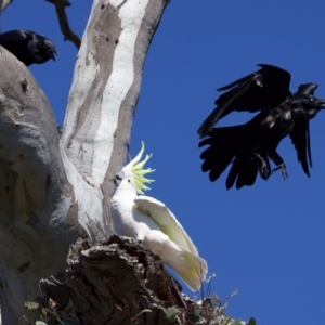 Cacatua galerita at Ainslie, ACT - 11 Sep 2023