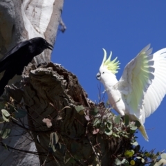 Cacatua galerita at Ainslie, ACT - 11 Sep 2023