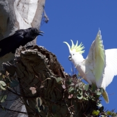 Cacatua galerita at Ainslie, ACT - 11 Sep 2023