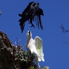 Cacatua galerita at Ainslie, ACT - 11 Sep 2023