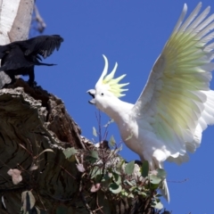 Cacatua galerita at Ainslie, ACT - 11 Sep 2023