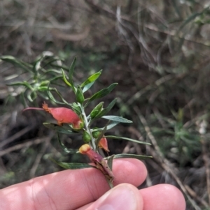 Eremophila glabra at Rankins Springs, NSW - 8 Sep 2023 03:13 PM