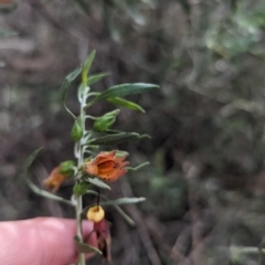 Eremophila glabra at Rankins Springs, NSW - 8 Sep 2023 03:13 PM