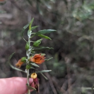 Eremophila glabra at Rankins Springs, NSW - 8 Sep 2023 03:13 PM