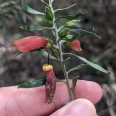 Eremophila glabra at Rankins Springs, NSW - 8 Sep 2023 03:13 PM