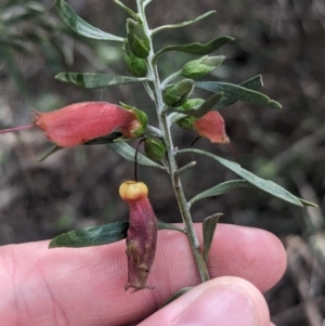 Eremophila glabra at Rankins Springs, NSW - 8 Sep 2023 03:13 PM