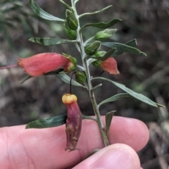 Eremophila glabra at Rankins Springs, NSW - 8 Sep 2023