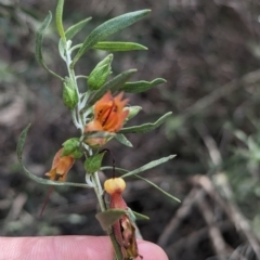 Eremophila glabra at Rankins Springs, NSW - 8 Sep 2023 03:13 PM